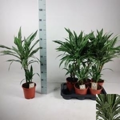Dracaena Warneckei 17Ø 70cm