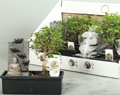 Bonsai Mix 22Ø 25cm
