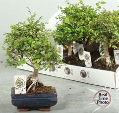Bonsai Mix 15Ø 20cm