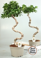 Ficus Microcarpa Ginseng 22Ø 70cm