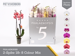 Phalaenopsis Mix 8 Colours 12Ø 70cm 2st