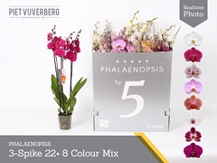 Phalaenopsis Mix 8 Colours 12Ø 70cm 3st