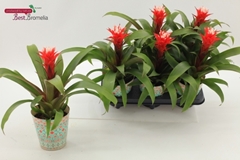 Guzmania Hope 12Ø 30cm