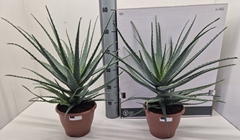 Aloe Arborescens 20Ø 56cm