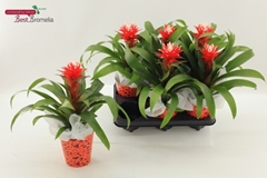Guzmania Hope 12Ø 34cm
