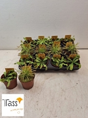 Dionaea 8Ø 11cm