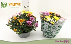 Chrysanth Elixer 23Ø 25cm