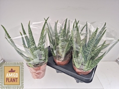 Aloe Vera 14Ø 30cm