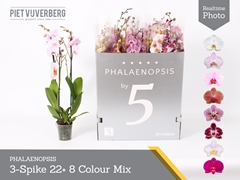 Phalaenopsis Mix 8 Colours 12Ø 70cm 3st