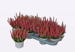 Calluna WiBo's Rot 11Ø 20cm