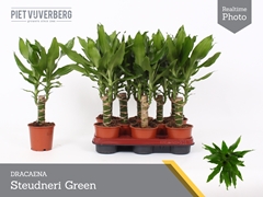 Dracaena Steudneri 11Ø 40cm