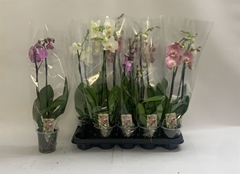 Phalaenopsis Mix 12Ø 60cm 2st