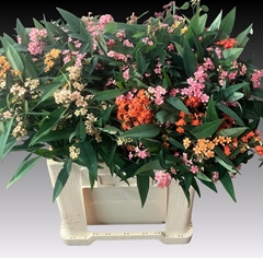 Euphorbia Fulgens Spray Mix 60cm 5cm Hd