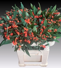 Euphorbia Fulgens Spray Queen Of Orange 70cm 10cm Hd