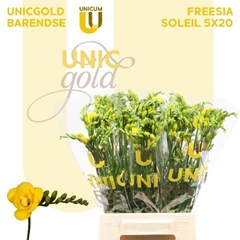 Freesia Double Soleil 50cm 20gr.