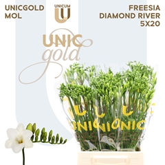 Freesia Single Diamond River 50cm 20gr.