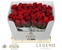 Rosa Red Naomi! 60cm