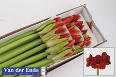 Hippeastrum Ferrari 70cm