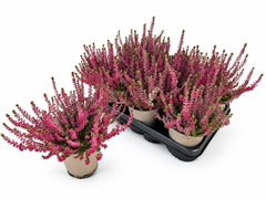 Calluna WiBo's Rot 12Ø 25cm