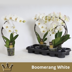 Phalaenopsis Cascade 12Ø 50cm 2st