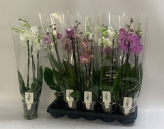 Phalaenopsis Mix 12Ø 60cm 3st