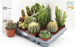 Cactus Mix 8Ø 10cm