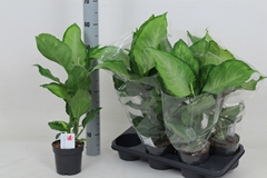 Dieffenbachia Ivory Green 14Ø 60cm