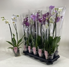 Phalaenopsis Mix 12Ø 60cm 2st