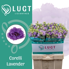 Eustoma Double Corelli Lavender 70cm