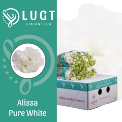 Eustoma Double Alissa Pure White 70cm
