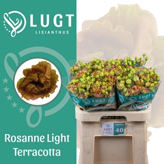 Eustoma Double Rosanne Light Terracotta 70cm