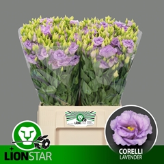 Eustoma Double Corelli Lavender 65cm