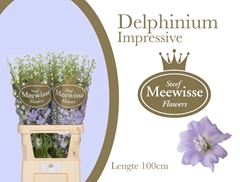 Delphinium Double Dewi Impressive 100cm