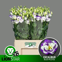 Eustoma Double Rosita Blue Picotee 60cm