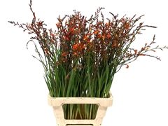 Crocosmia Lucifer 80cm