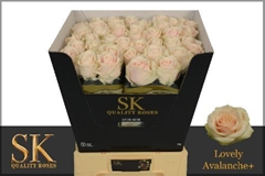 Rosa Lovely Avalanche+ 70cm
