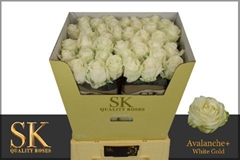 Rosa Avalanche+ 70cm