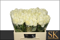 Rosa Avalanche+ 50cm