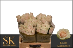 Rosa Lovely Avalanche+ 55cm