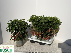 Ardisia Crenata 14Ø 40cm