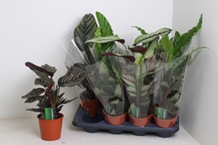 Calathea Mixed 3 Varietys 14Ø 45cm