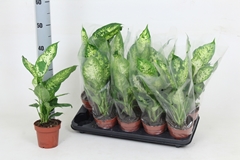 Dieffenbachia Compacta 12Ø 40cm