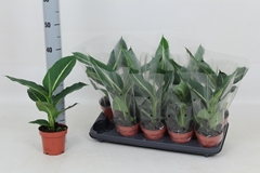 Dieffenbachia Green Magic 12Ø 40cm