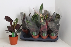Calathea Mixed 3 Varietys 14Ø 45cm