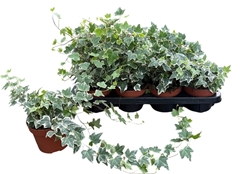 Hedera Helix Eva 13Ø 40cm