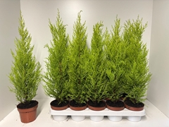Cupressus Goldcrest Wilma 12Ø 55cm