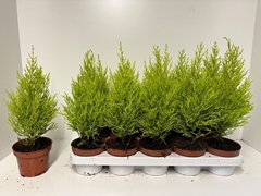 Cupressus Goldcrest Wilma 12Ø 35cm