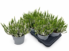 Calluna WiBo's Weiss 17Ø 30cm