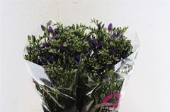 Freesia Double Blue Bayou 50cm 20gr.