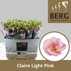 Eustoma Single Claire Light Pink 70cm